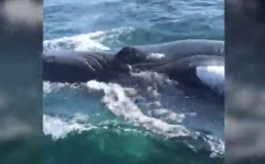 Fishermen had a dramatic encounter with two humpback whales off the coast of Long Beach Island, N.J.