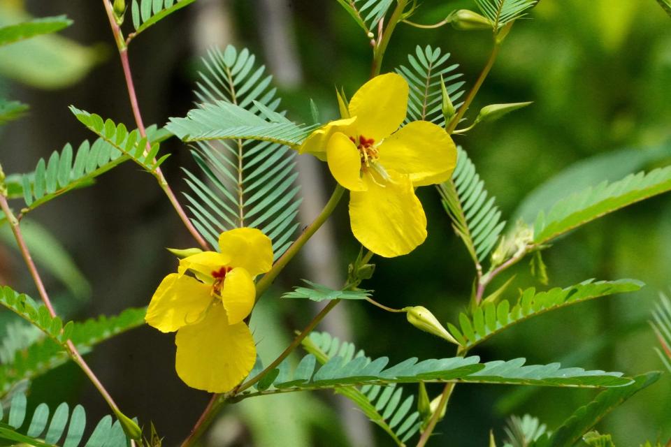 Chamaecrista fasciculata features clusters of bright yellow flowers and is prized for its ability to attract butterflies and other pollinators.