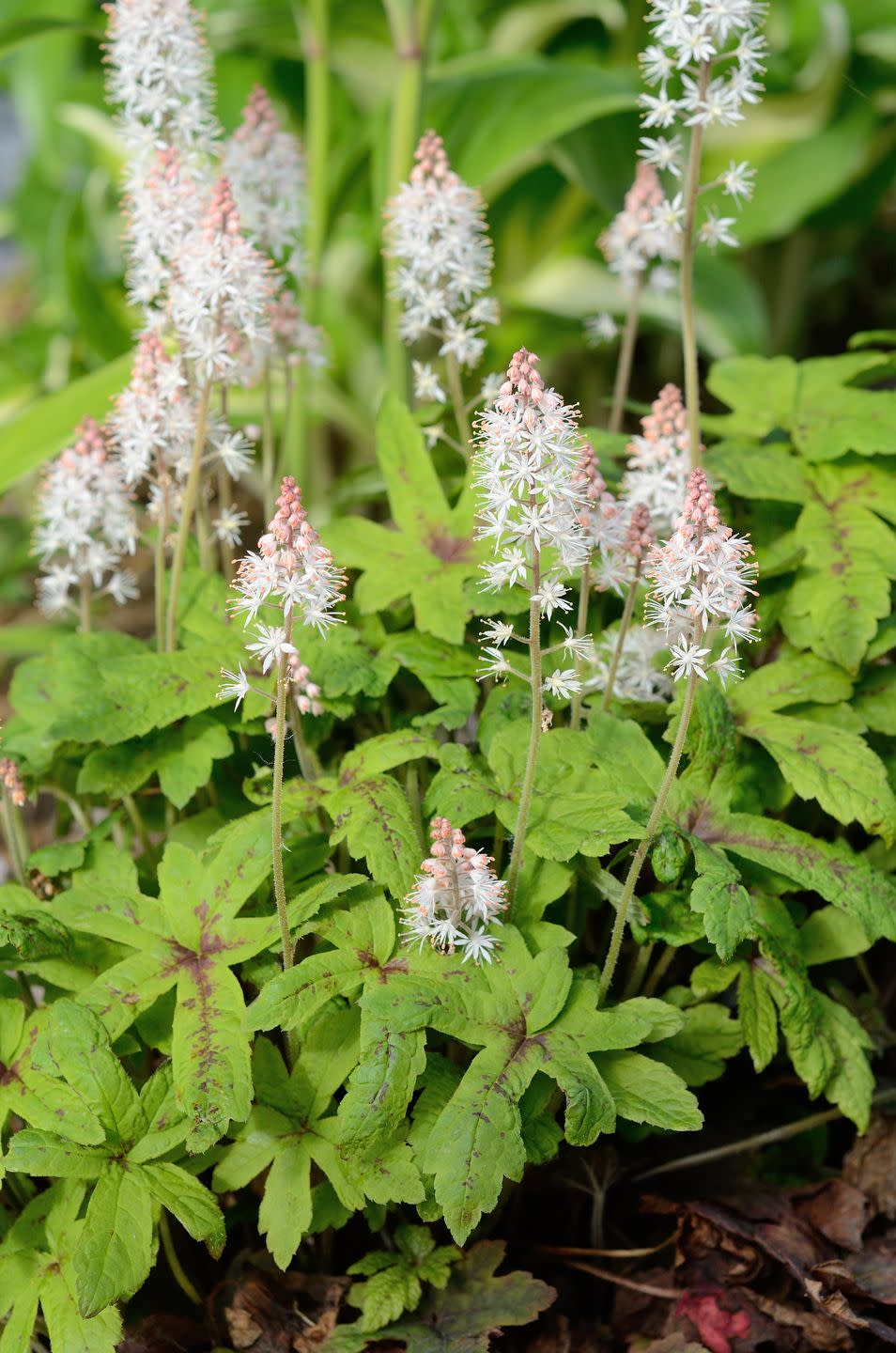 foamflower