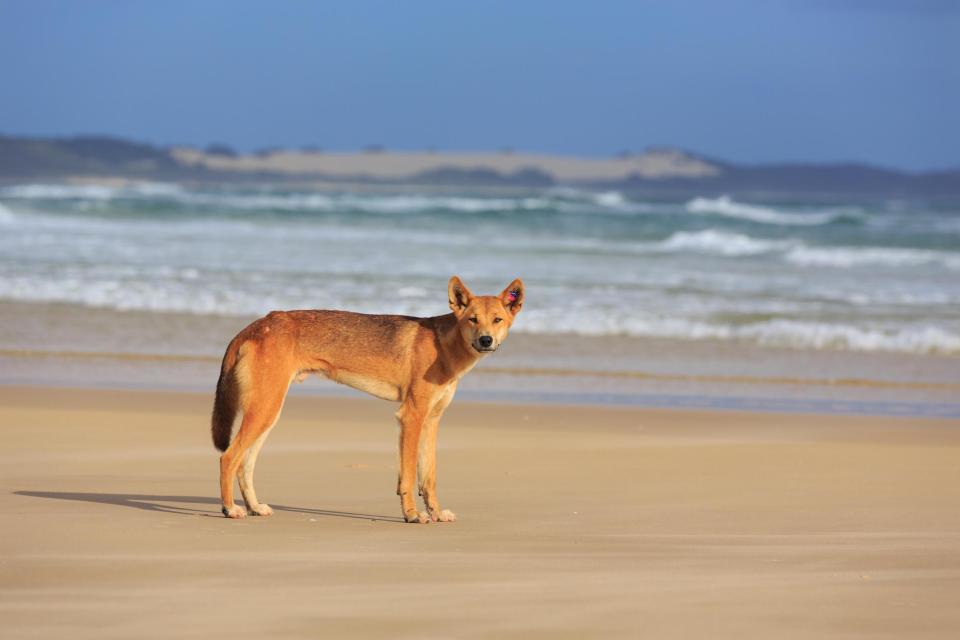 A dingo on K'gari.