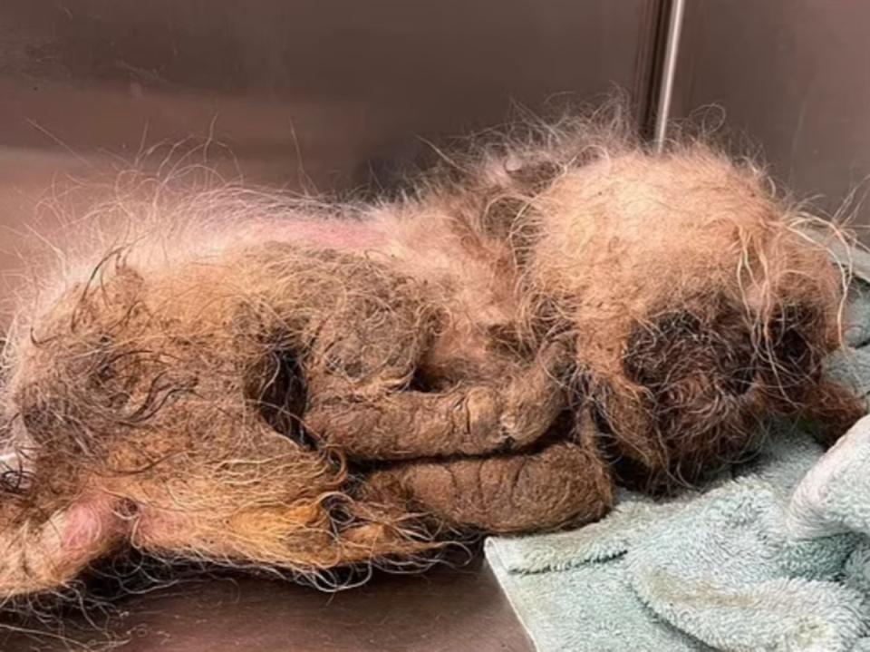 A Shih Tzu dog, called Parker, that had been tossed over a fence and into the dumpster belonging to Tri-County Humane animal rescue and shelter in Boca Raton, Florida. The dog was taken for veterinary treatment, where two pounds of hair and filth were removed and its festering wounds closed. (Tri-County Humane)