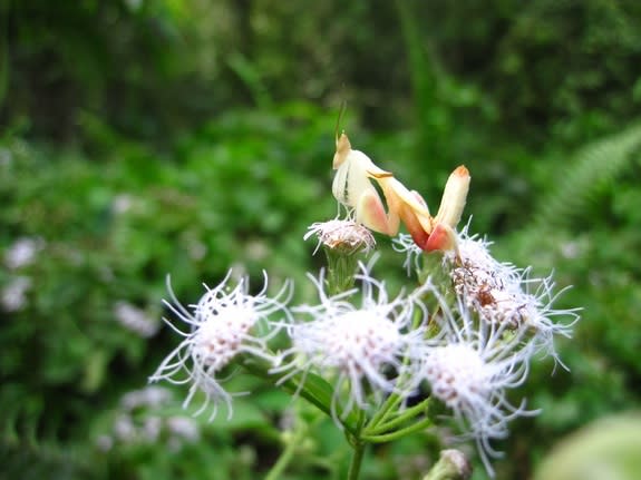 The orchid mantis, <em> Hymenopus coronatus</em> (a juvenile male, shown here), which resembles a flower, takes on this appearance in order to lure in prey, researchers say. In fact, orchid mantises are even better at drawing in insects than so