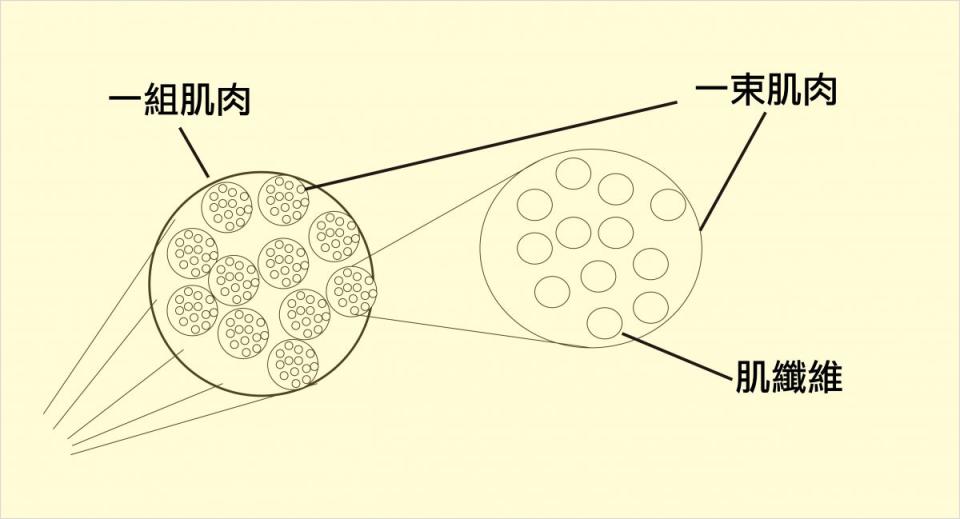 超極簡肌肉結構示意圖