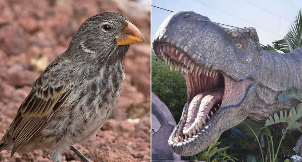 Bite me: The Galapagos large ground finch squares off against the T-rex (Pictures: PA)
