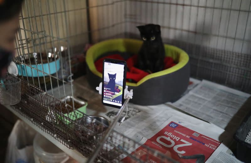 Barcelona Cat sanctuary holds interviews via Instagram with people who want to adopt cats