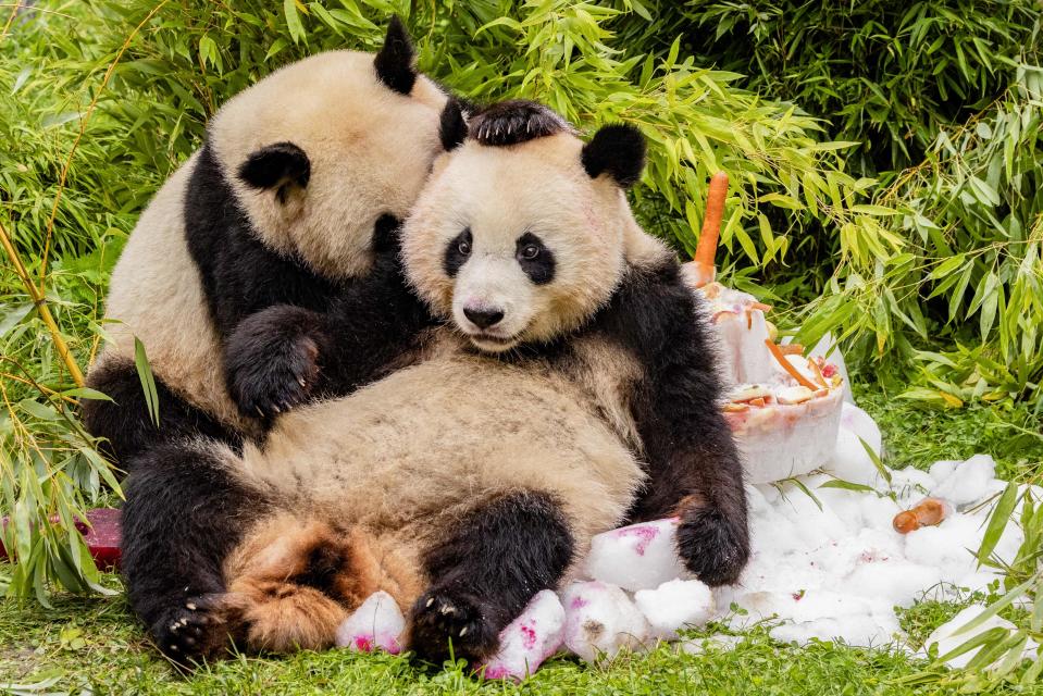 Panda twin cubs Pit and Paule are seen next to their ice cake made of fruit and vegetables as they celebrate their 4th birthday at the Zoologischer Garten zoo in Berlin on August 31, 2023. On loan from China, the cub’s parents Meng Meng and male panda Jiao Qing arrived in Berlin in June 2017. While their cubs, Paule and Pit, are born in Berlin, they remain Chinese and must be returned to China after they have been weaned. (Photo by Odd ANDERSEN / AFP) (Photo by ODD ANDERSEN/AFP via Getty Images)