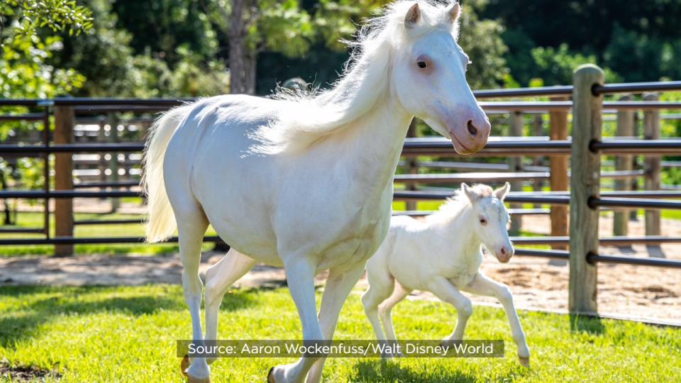 A pony named Pixie will someday pull the reins of Cinderella’s pumpkin coach through Walt Disney World.