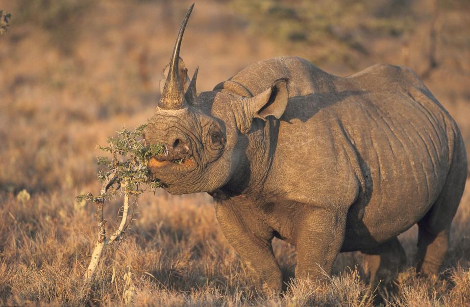 Rhinos are Herbivores