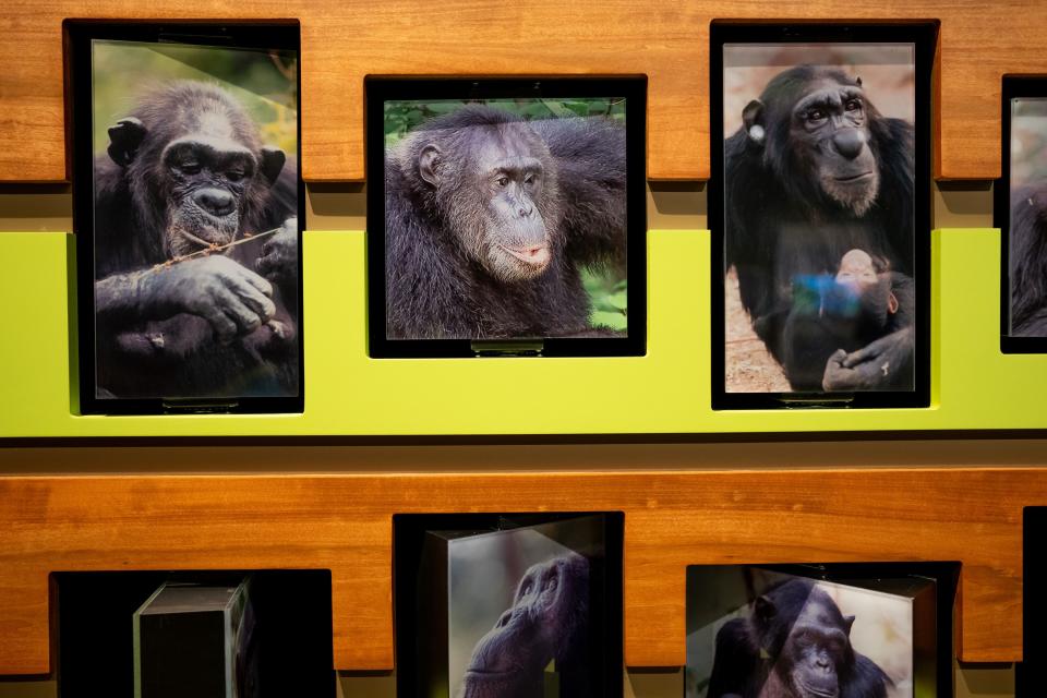 Photographs of chimpanzees are displayed in the new exhibit “Becoming Jane: The Evolution of Dr. Jane Goodall” at the Natural History Museum of Utah in Salt Lake City on Saturday, Dec. 9, 2023. | Spenser Heaps, Deseret News