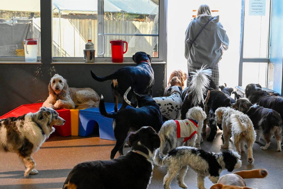 Kelsey Ringstad, a pack leader at Woof’s Play and Stay in south Overland Park, leads a group of dogs outside during Enhanced Day Play.