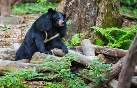 Asiatic black bear - Credit: Getty
