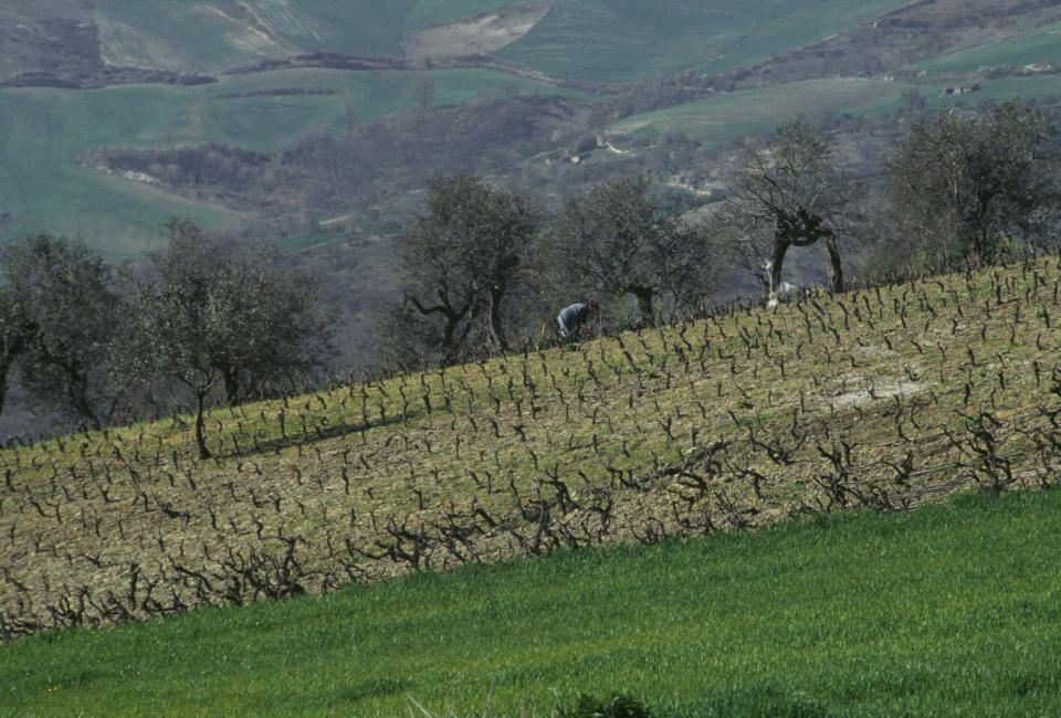 <p>La economía de Ripacandida se ha basado históricamente en la agricultura, especialmente de la producción del Aglianico del Vulture, un vino con denominación de origen. También destaca por la fabricación de aceite de oliva y de miel. (Foto: Getty Images).</p> 