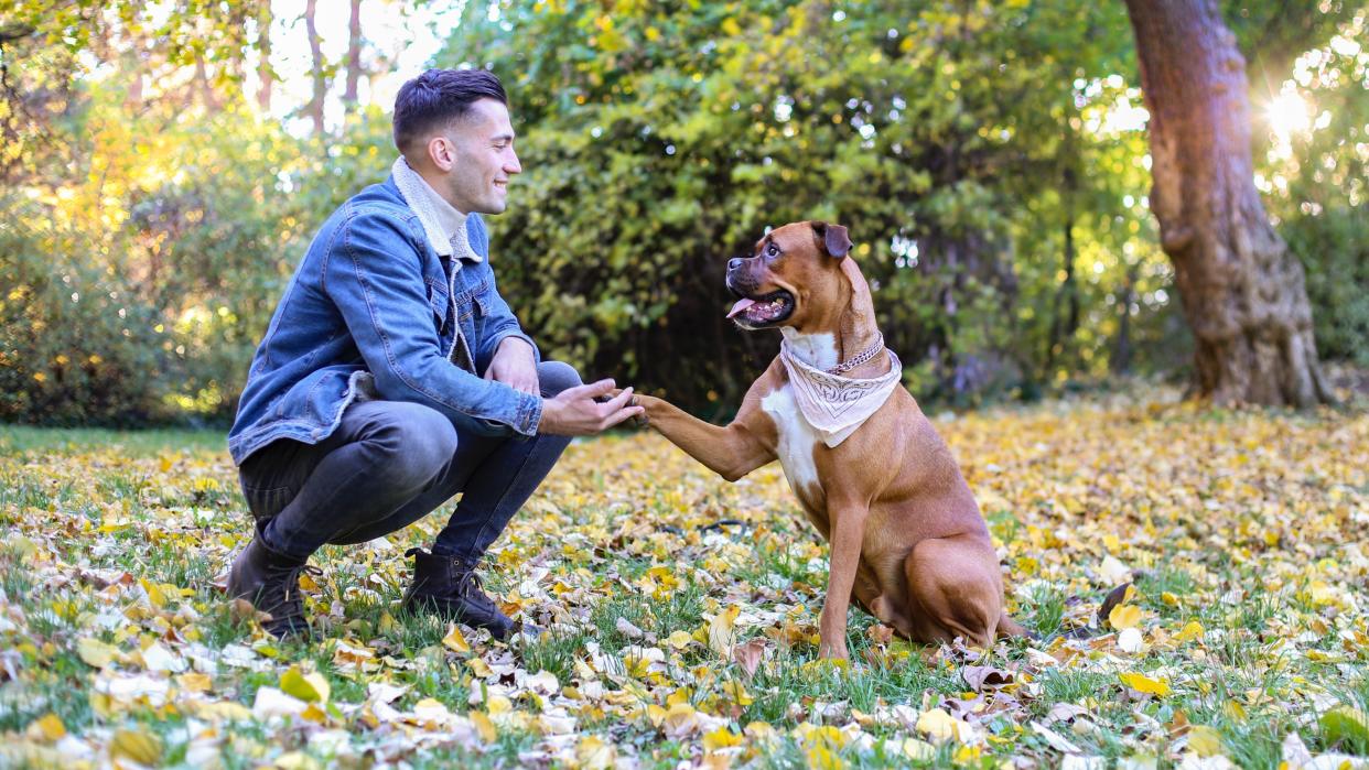  Man training dog in park. 