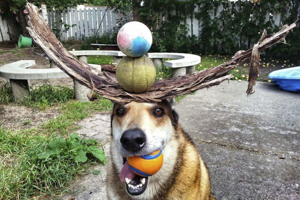 <p>Toby balances bark and balls on his head. (Photo: Pat Langer/Caters News) </p>