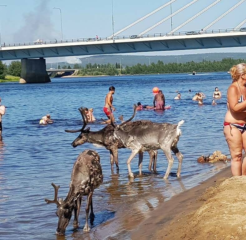 Deer in the water next to people