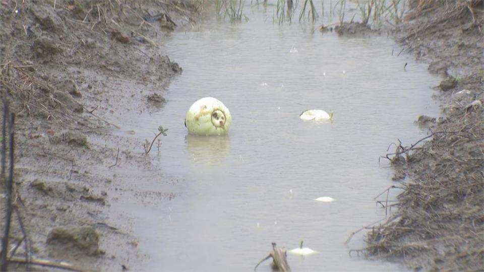 豪雨狂炸岡山十甲香瓜泡湯　哭了...損失超過150萬