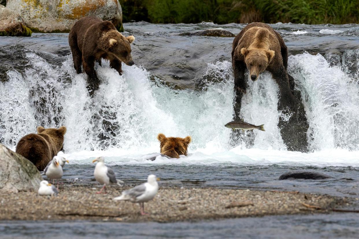 <span>Brown bears fish for sockeye salmon in Katmai National Park and Preserve in Alaska in 2023.</span><span>Photograph: John Moore/Getty Images</span>