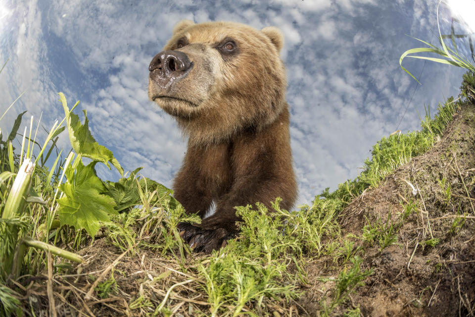 The bears have just begun hunting the park’s plentiful reserves of salmon (Mike Korostelev/Caters)