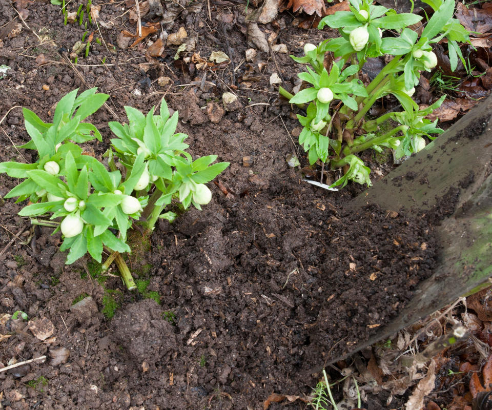 mulching hellebores in fall