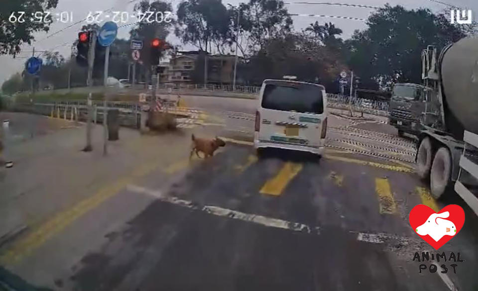車輛駛離時，狗狗跟著跑。