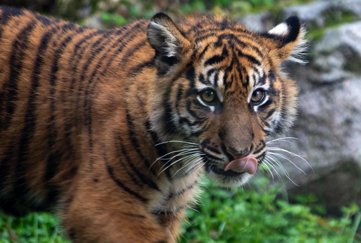 One of the Nashville Zoo's three Sumatran tiger cubs licks its lips as it eyeballs fresh meat laid out in its exhibit.