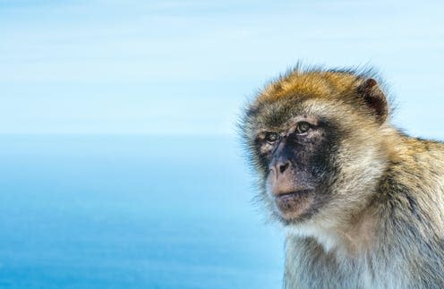 <span class="caption">New research suggests African monkeys crossed to South America earlier than previously thought.</span> <span class="attribution"><a class="link " href="https://www.shutterstock.com/image-photo/monkey-head-one-monkeys-population-barbary-1197654352" rel="nofollow noopener" target="_blank" data-ylk="slk:PhotoFires/Shutterstock;elm:context_link;itc:0;sec:content-canvas">PhotoFires/Shutterstock</a></span>