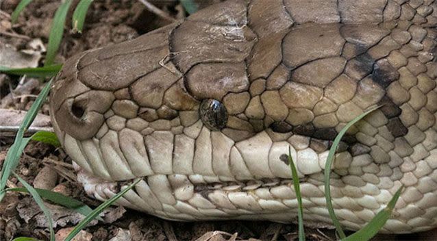 This snake is believed to be at least 20-years-old. Source: David Barwell