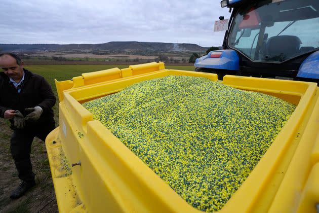 Pellets of ammonium-nitrate fertilizer are seen here ready to be sprayed on barley crops in Spain. The chemical, which is used as fertilizer, is not believed to be a risk to public health or the environment, Union Pacific Railroad and Dyno Noble said. 