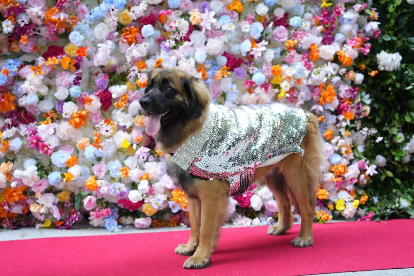 A dog attends the Pet Gala fashion show at AKC Museum of The Dog on Monday, 20 May 2024, in New York.