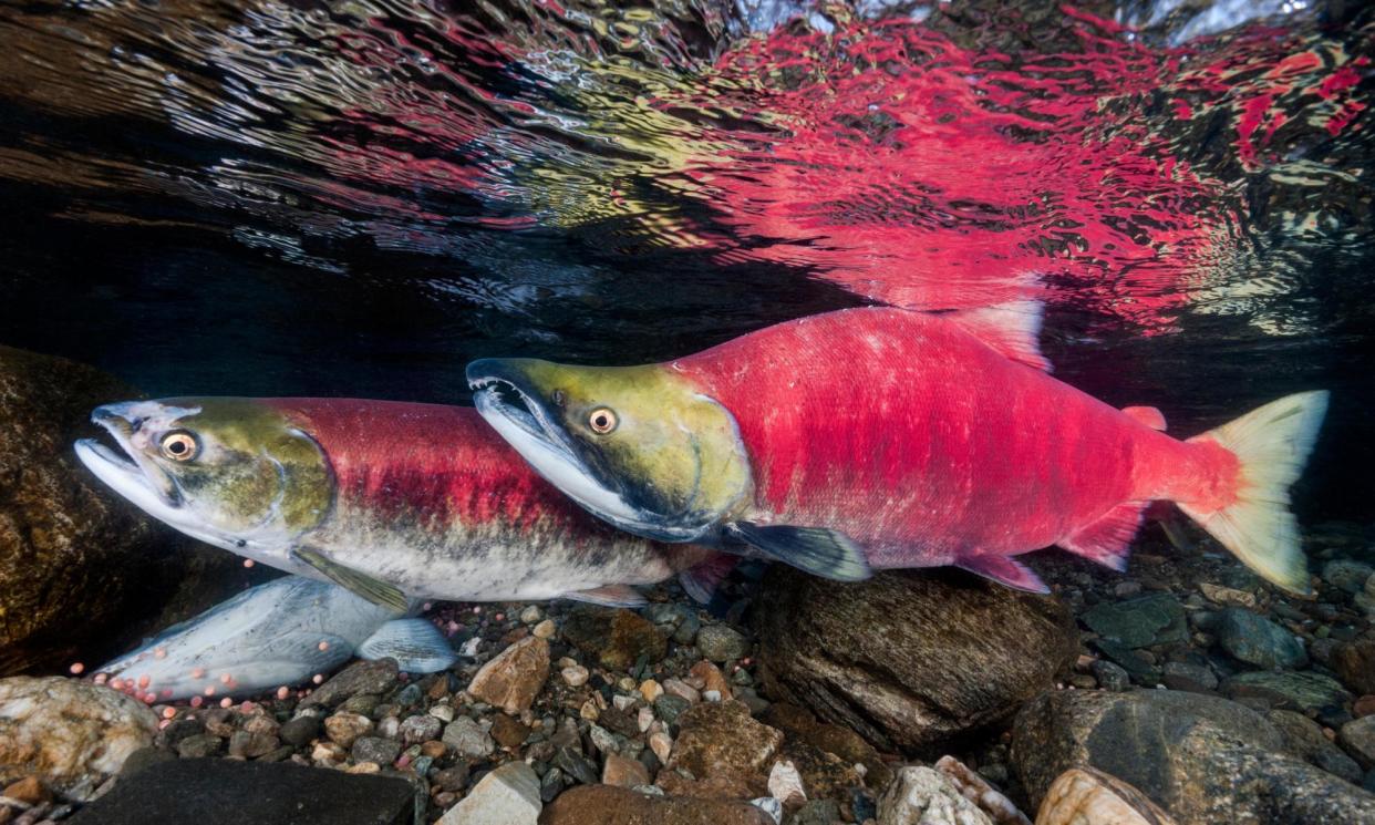 <span>Sockeye salmon in the Adams river of British Columbia. The government of Canada is to ban open-net pen salmon farming to protect wild populations.</span><span>Photograph: Nature Picture Library/Alamy</span>