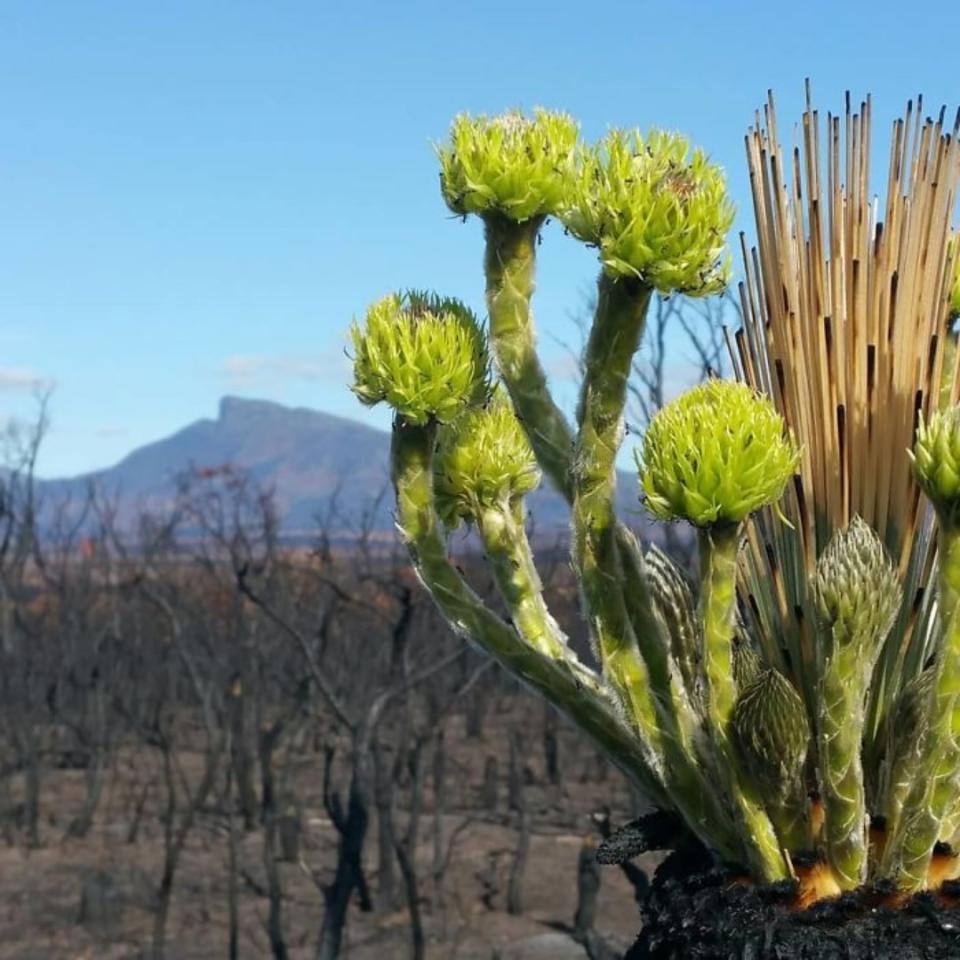 Incendios de Australia: la vida se abre paso entre las cenizas