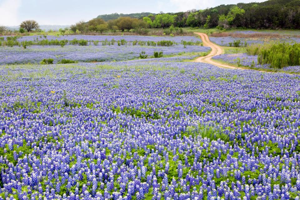 Bluebonnet Trail