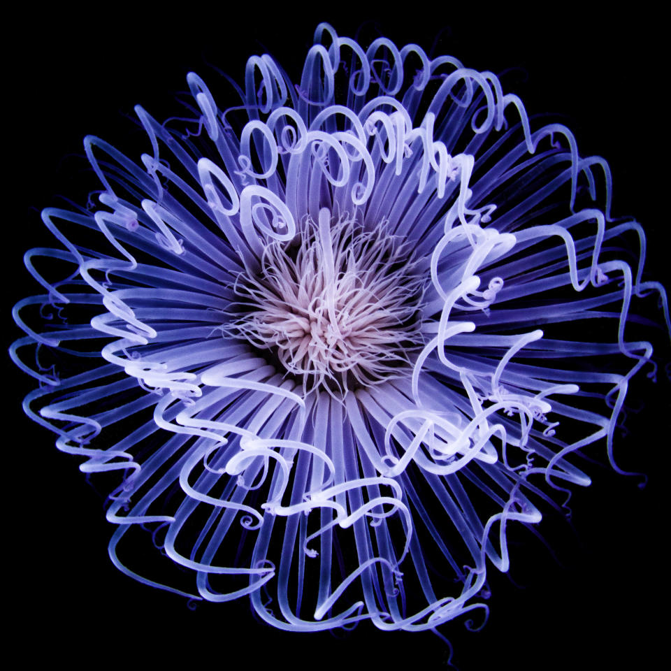 <p>A species of tube anemone called murasakihanaginchaku waves its tentacles dynamically and elegantly with the current in Osezaki, Nishi-Izu, Shizuoka Prefecture, Japan, Dec. 7, 2014. This one must have sensed something unusual; when it pulled in its tentacles and formed a ball shape, it reminded me of a pattern such as a Japanese family crest. (Photograph by Toru Kasuya) </p>