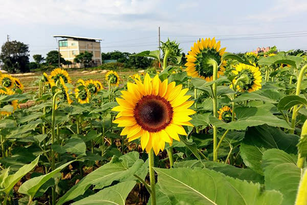 向陽農場正值向日葵盛開期，花期約可至10月，園區免費入園
