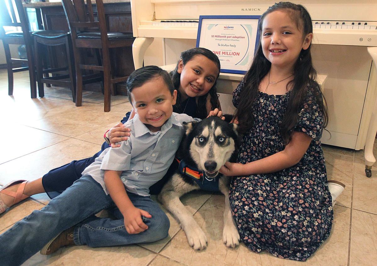 Neglected Husky Dog Gets a Second Chance and Helps Pet Nonprofit Reach 10 Million Adoptions