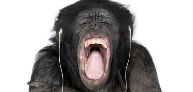 chimpanzee 615 music adaptation debate shutterstock.jpg