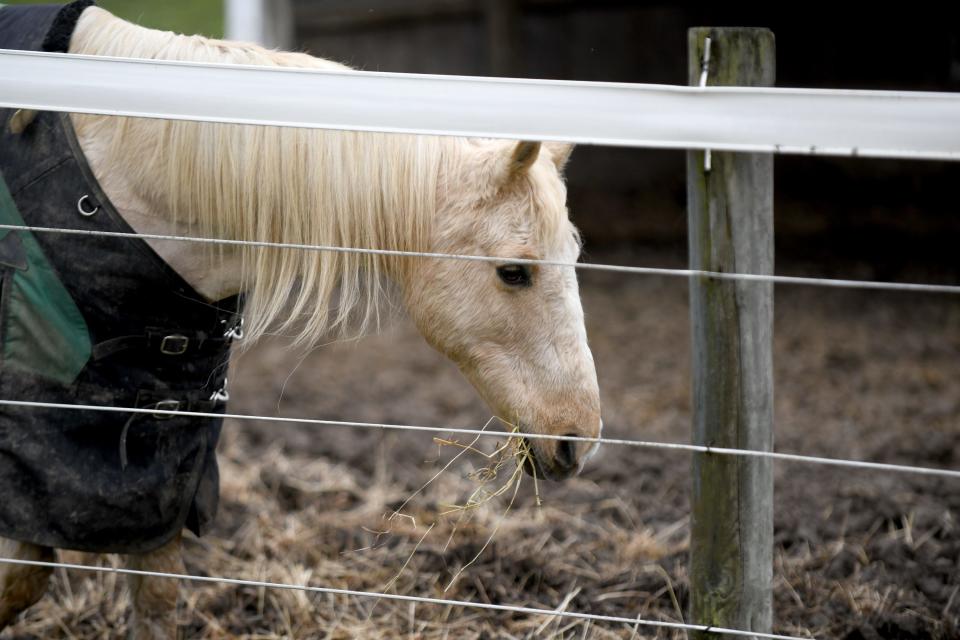 Pegasus Farm is a therapeutic equestrian center aiding those with development disabilities.