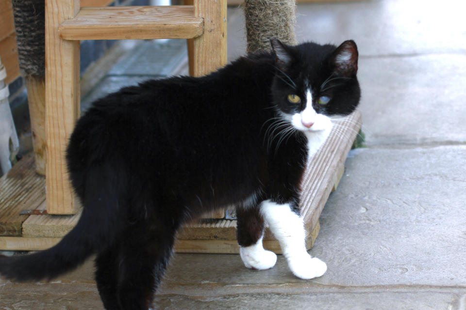 An elderly rescue cat desperate to find a home has began chatting up visitors – by meowing “hello”.