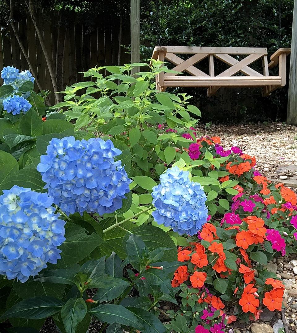 During the summer the Rockin Golden Delicious pineapple sage leaves serve to complement the colorful blooms of Let’s Dance hydrangeas and Soprano impatiens in the filtered light environment.