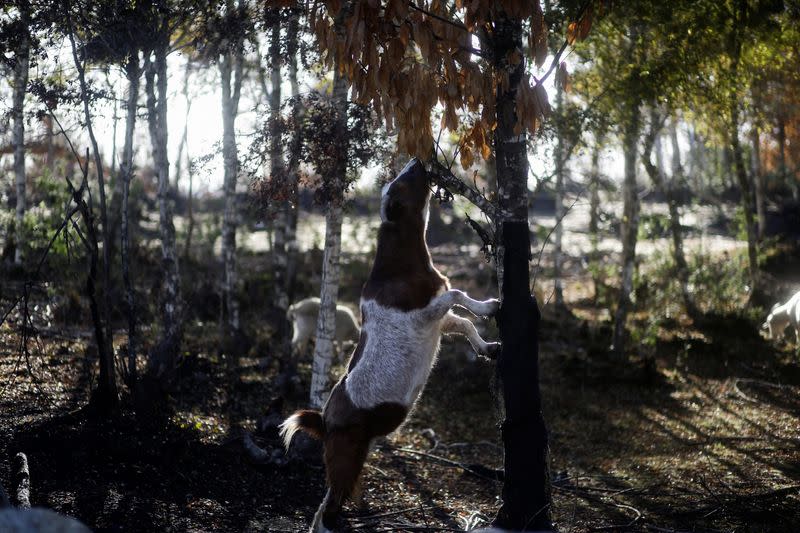 How Chile's firefighting goats saved a native forest from deadly fires