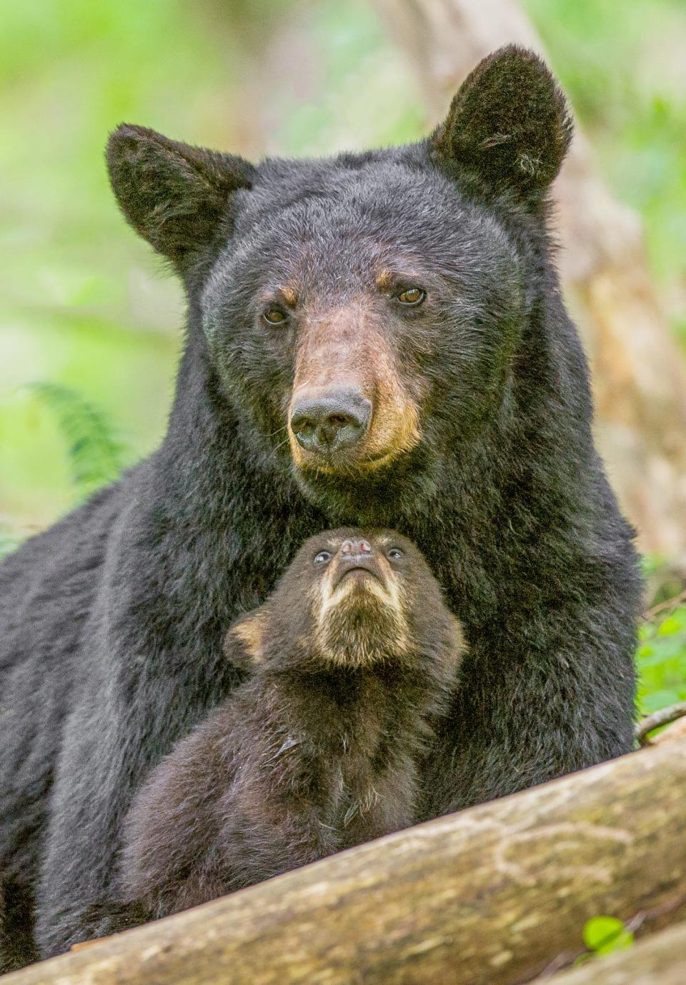 A mother black bear rests in the woods surrounded by her cubs but still remains on guard