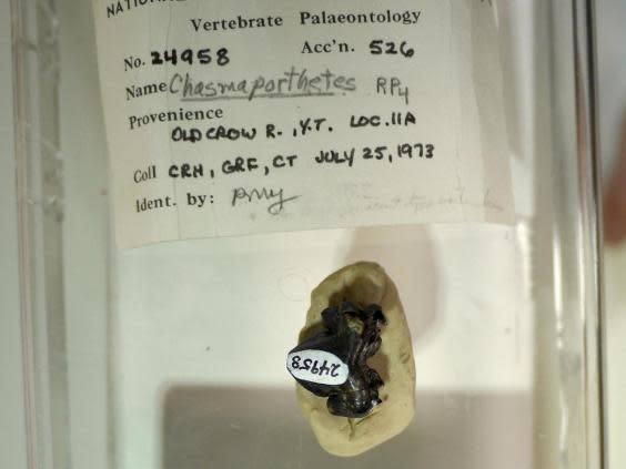 This ice age fossil tooth – tucked away for years in the collections of the Canadian Museum of Nature – belonged to the ‘running hyena’ (Jack Tseng)