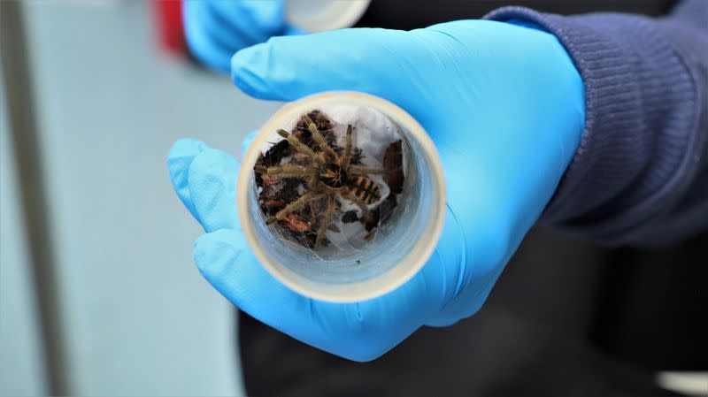 Foto de UN recipiente de plástico una tarantulas que iban a ser traficado a Europa en el Aeropuerto de Bogota