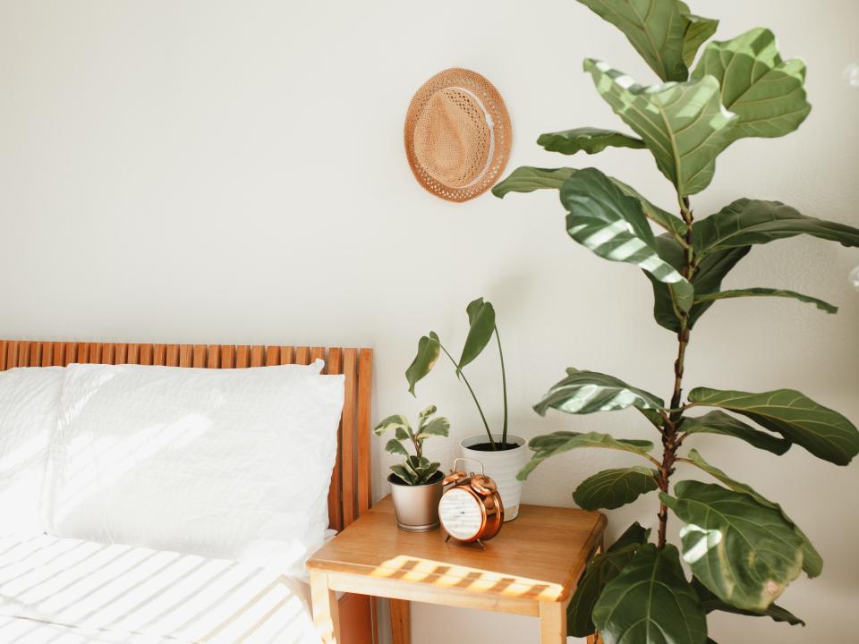 white room with wooden bed and green plant beside it