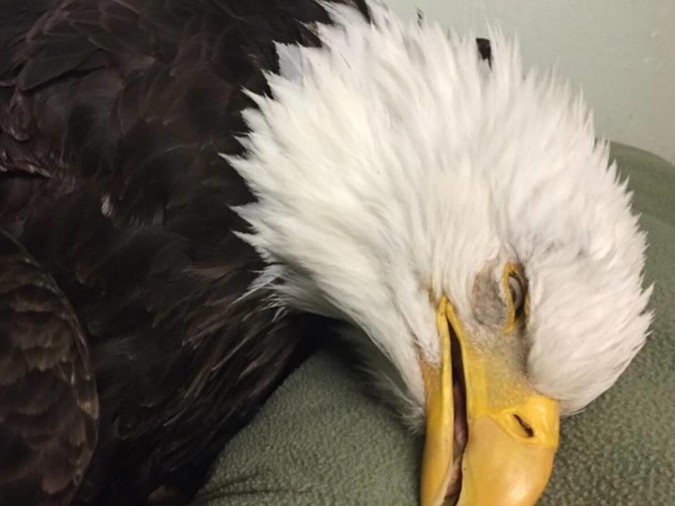 A bald eagle that is barely alive suffers from lead poisoning. Rob Hope, who works with an animal rehabilitation group, says most eagles that are poisoned by lead end up dying. (Submitted by Orphaned Wildlife Rehabilitation Society  - image credit)