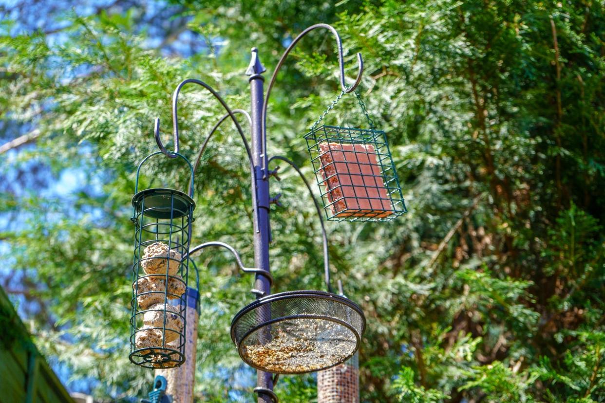 Bird Feeders on a Pole