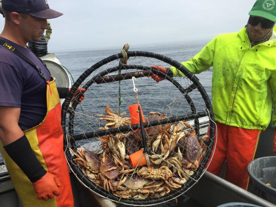 At left, Scott Blue, Bill Blue’s son, and Tom Mowry, right, haul in a catch of Dungeness crabs.