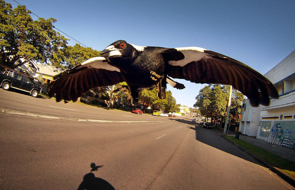 A magpie swoops to attack a cyclist 