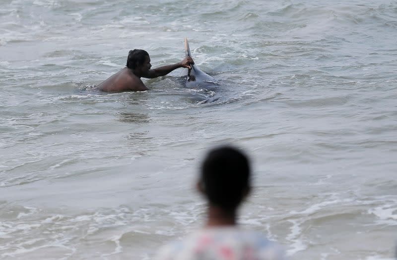 A villager tries to push a pilot whale after being stranded on a beach in Panadura