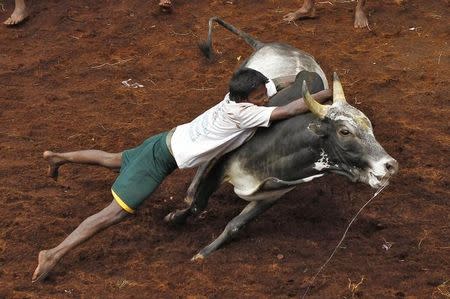 A villager tries to control a bull during a bull-taming festival on the outskirts of Madurai town, about 500 km from Chennai January 16, 2014. REUTERS/Babu/File Photo